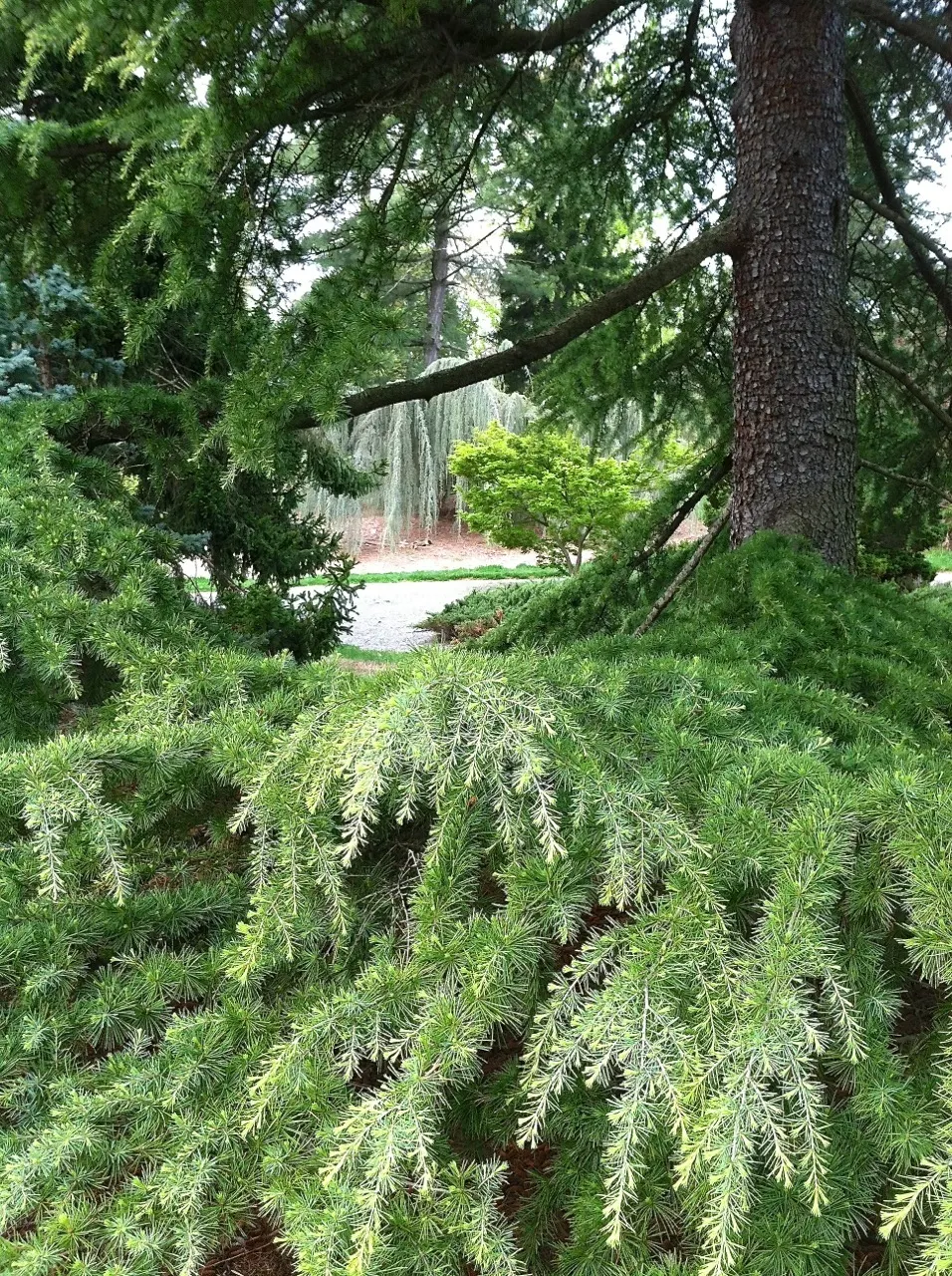 Deodar Cedar (Cedrus Deodara) — lending a cooling effect to the surrounding landscape.<br><br>For optimal growth