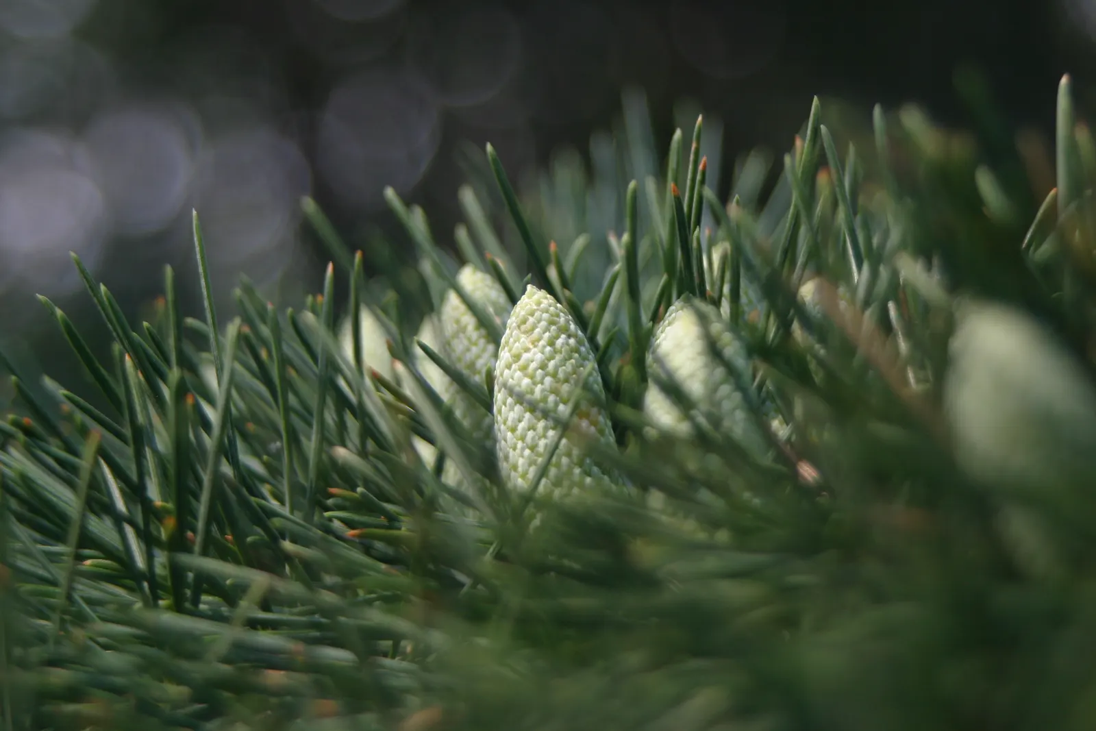 Deodar Cedar (Cedrus Deodara) — Hardy to USDA zone 7, it is tolerant to drought once established