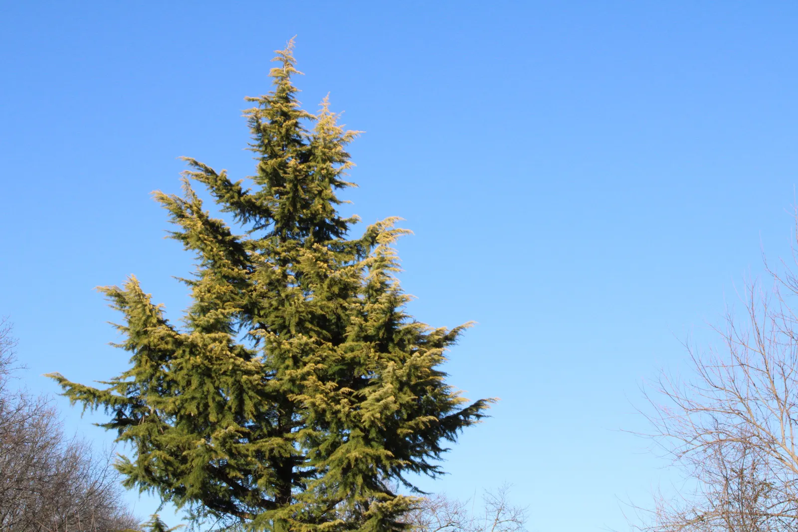 Deodar Cedar (Cedrus Deodara) — Its needles are needle-shaped