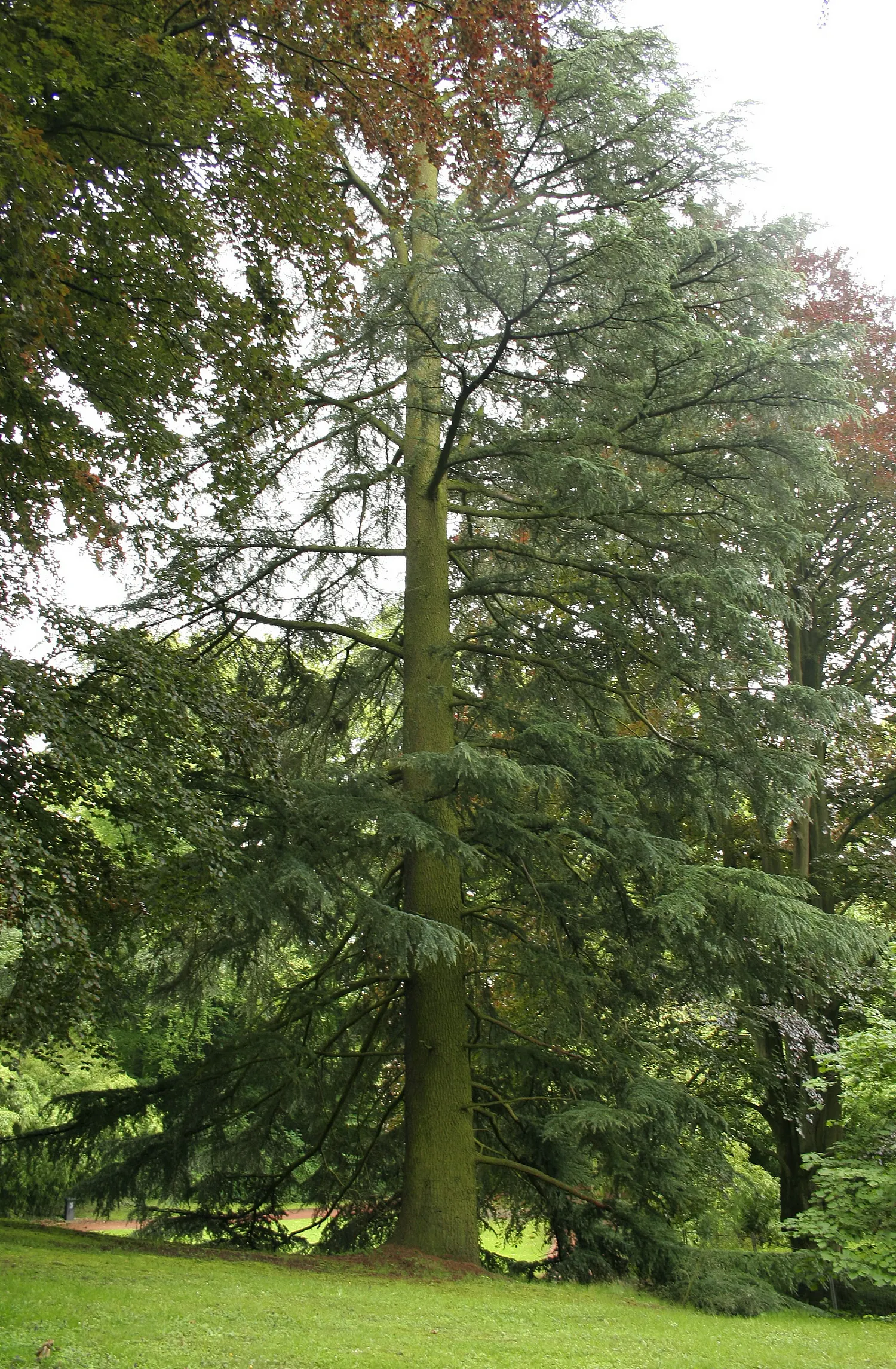Deodar Cedar (Cedrus Deodara) — as this specimen will provide awe-inspiring beauty for generations to come