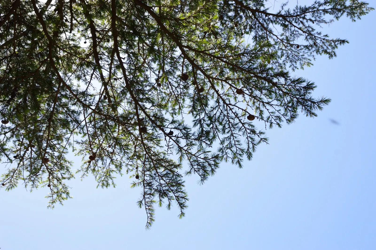 Deodar Cedar (Cedrus Deodara) — Originating from the Himalayas