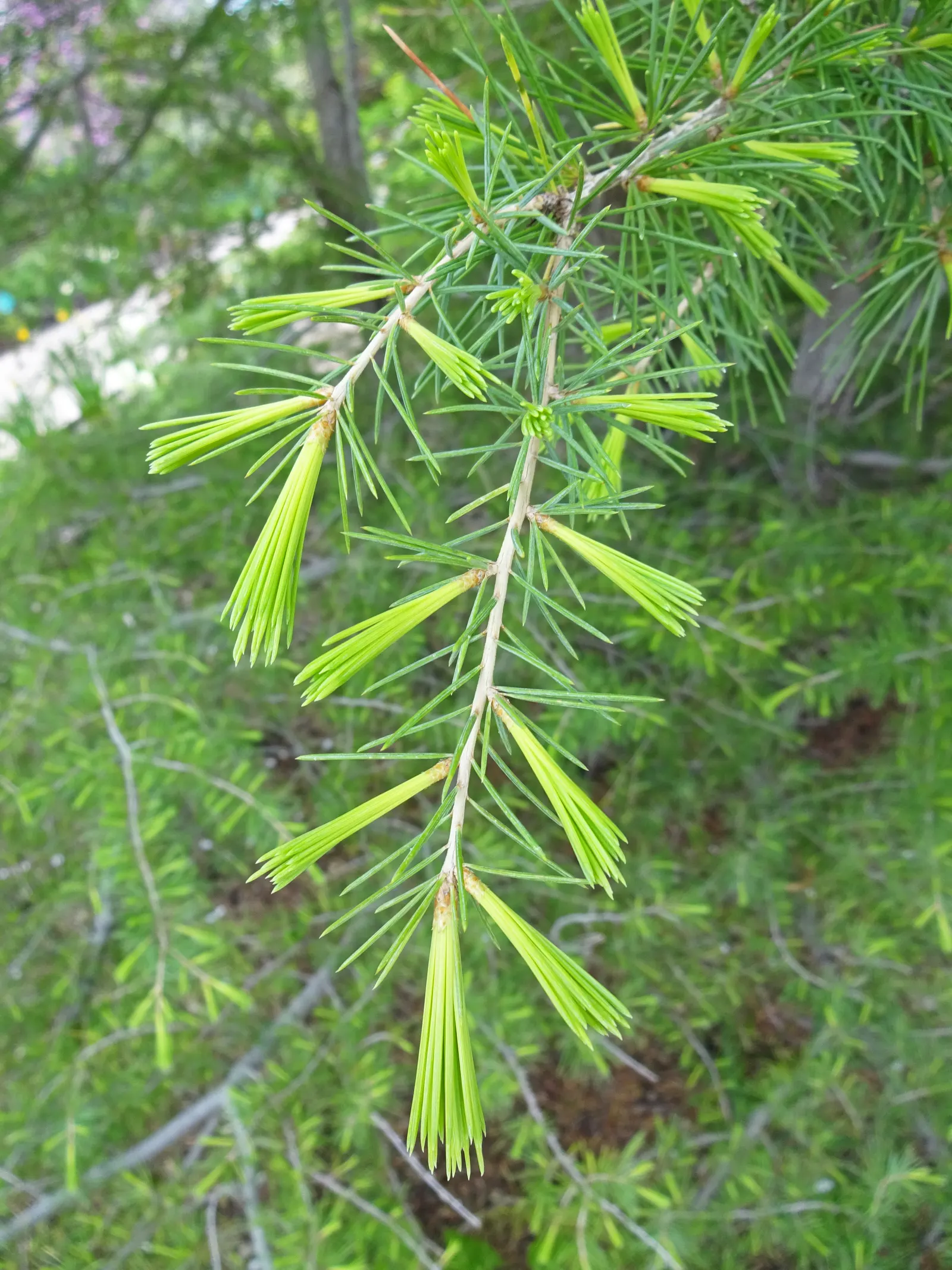 Deodar Cedar (Cedrus Deodara) — its needles adorn the branches in a delightful blue-green hue