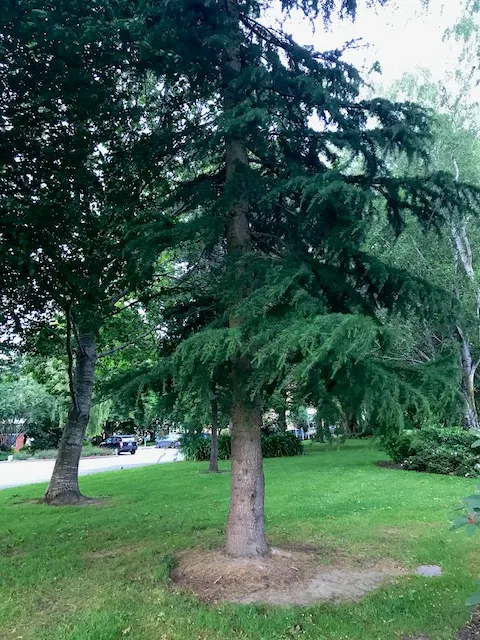 Deodar Cedar (Cedrus Deodara) — Deodar Cedar is characterized by its pyramidal shape in youth; the Deodar Cedar, Cedrus deodara, stands out with, image 54