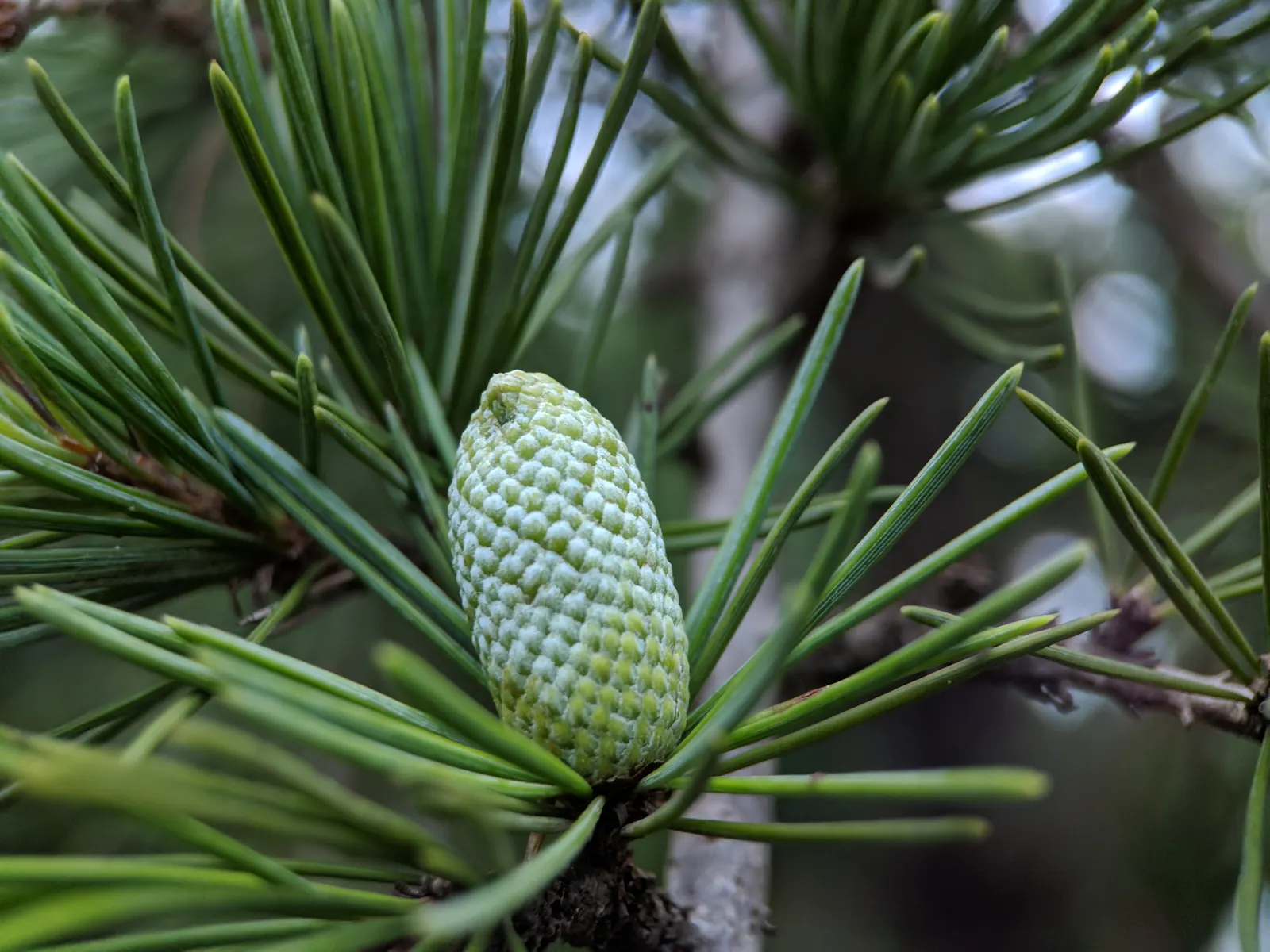 Deodar Cedar (Cedrus Deodara) — gracefully evolving into a more rounded or flat-topped form with age