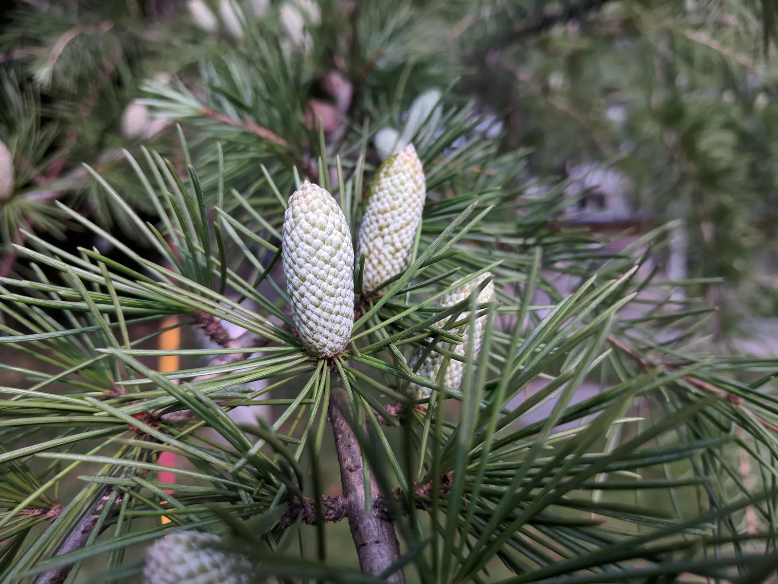 Deodar Cedar (Cedrus Deodara) — naturally tailored for distinguished landscape designs