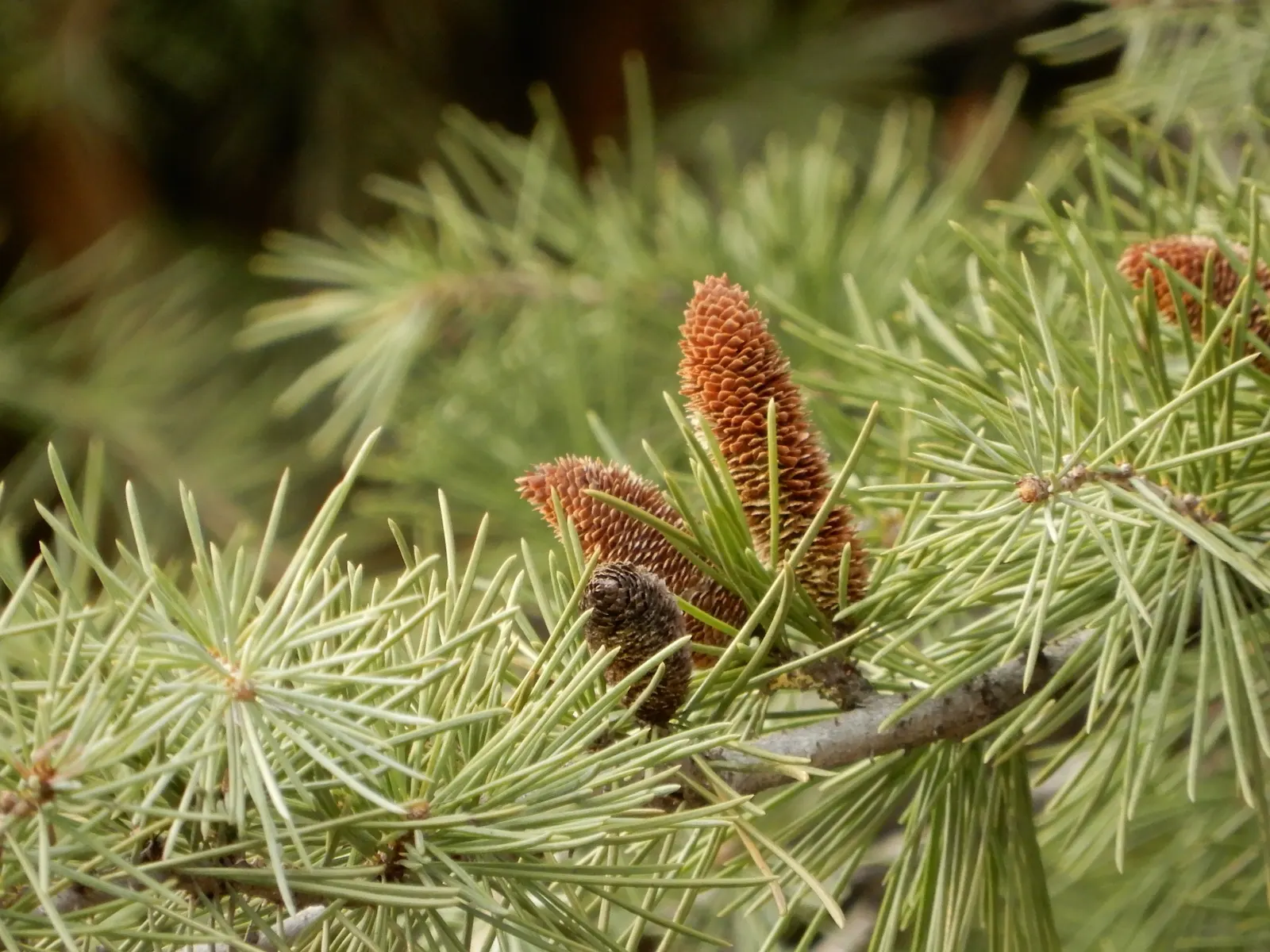 Deodar Cedar (Cedrus Deodara) — Its majestic stature makes it an exquisite focal point in expansive landscapes