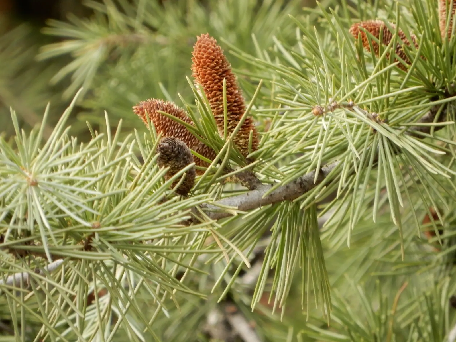 Deodar Cedar (Cedrus Deodara) — Originating from the Himalayas; this tree exudes a sense of serenity and timelessness, image 52