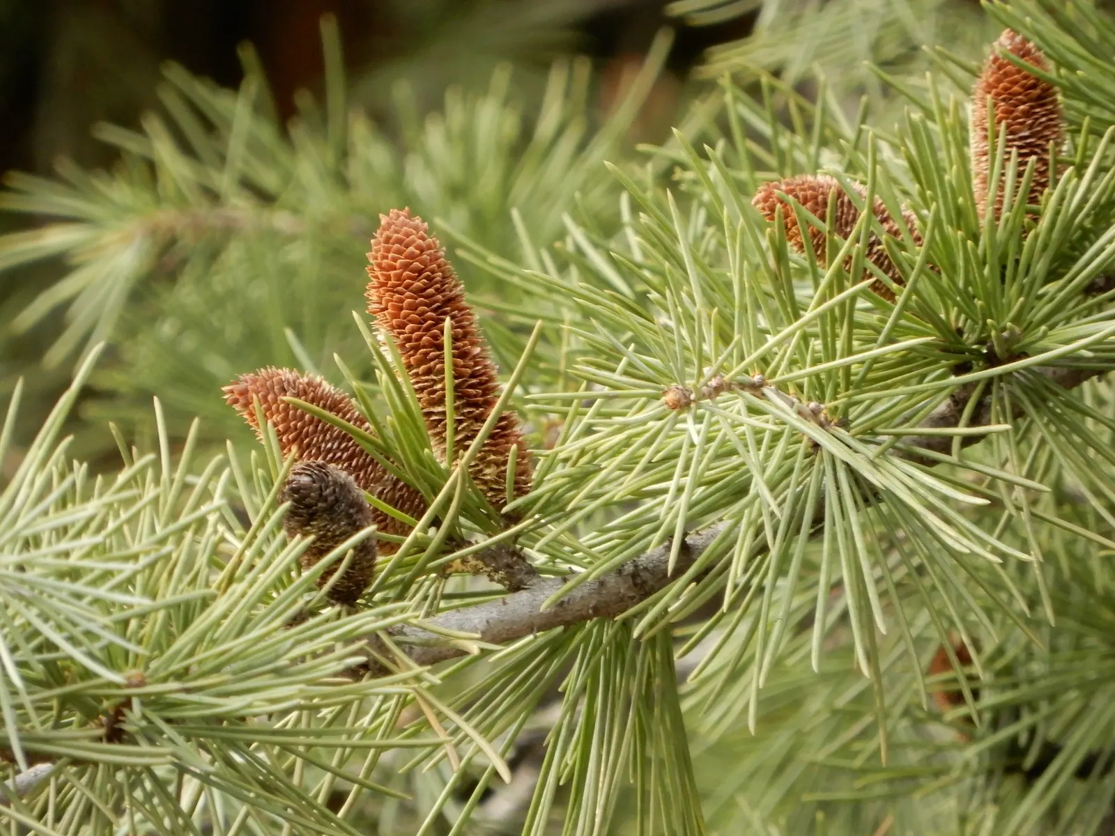Deodar Cedar (Cedrus Deodara) — Preferring full sun and well-drained soil, it's hardy in USDA zones 7-9