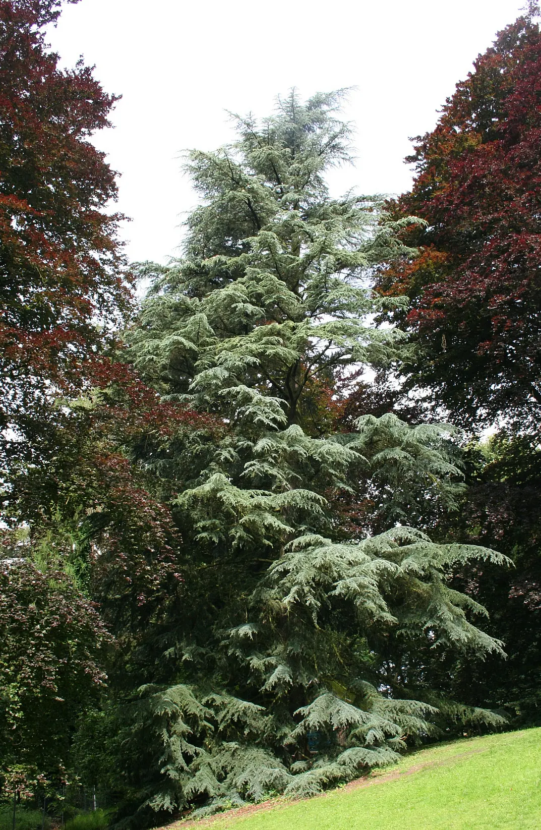 Deodar Cedar (Cedrus Deodara) — When designing landscapes, allow ample space for this tree to spread and achieve its full grandeur