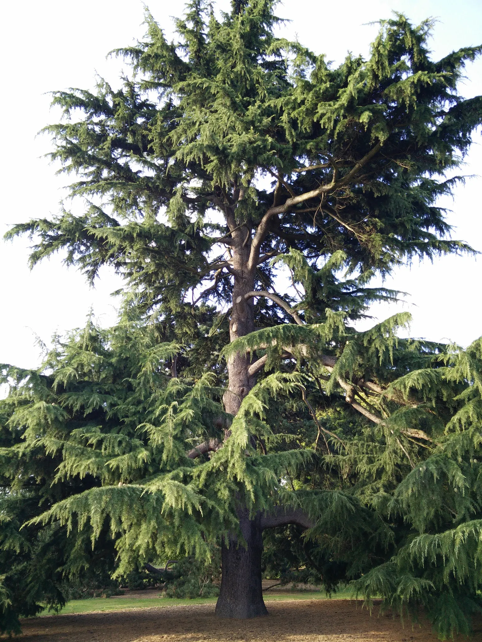 Deodar Cedar (Cedrus Deodara) — approximately 1 to 2 inches in length