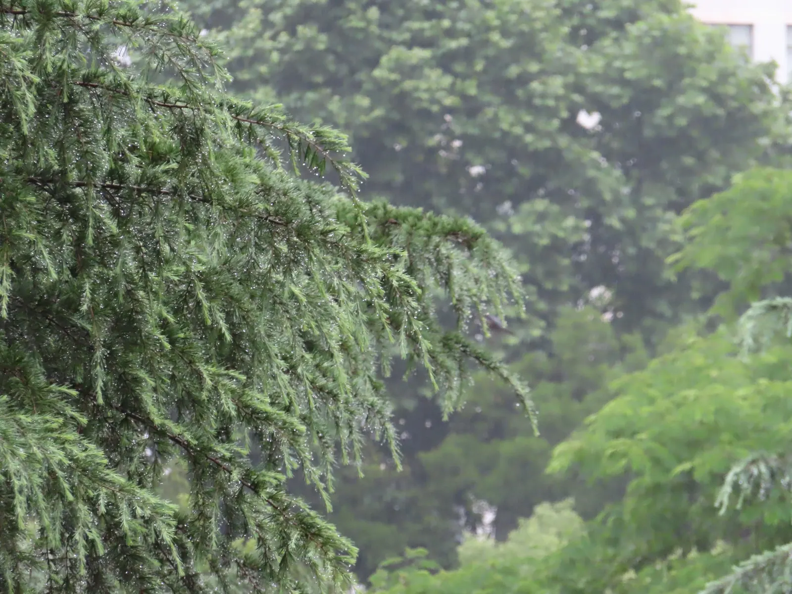 Deodar Cedar (Cedrus Deodara) — is an evergreen conifer of majestic stature and gentle elegance