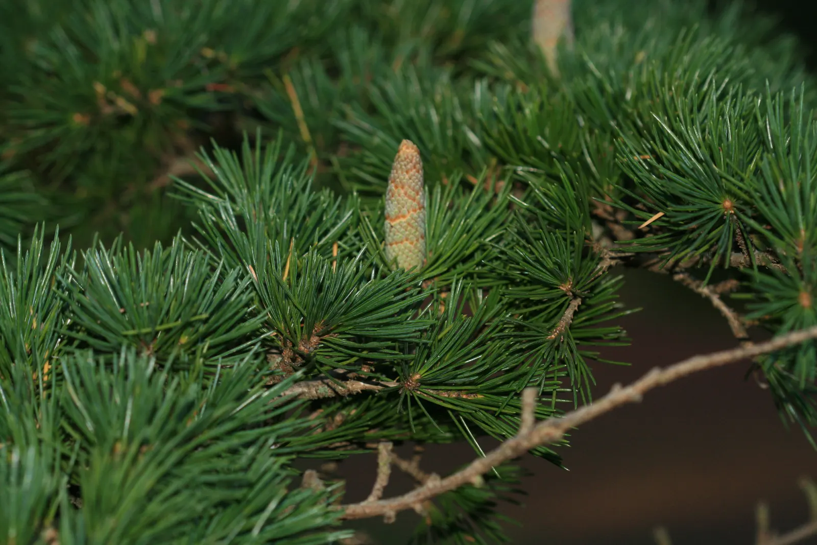 Deodar Cedar (Cedrus Deodara) — Deodar Cedar is characterized by its pyramidal shape in youth