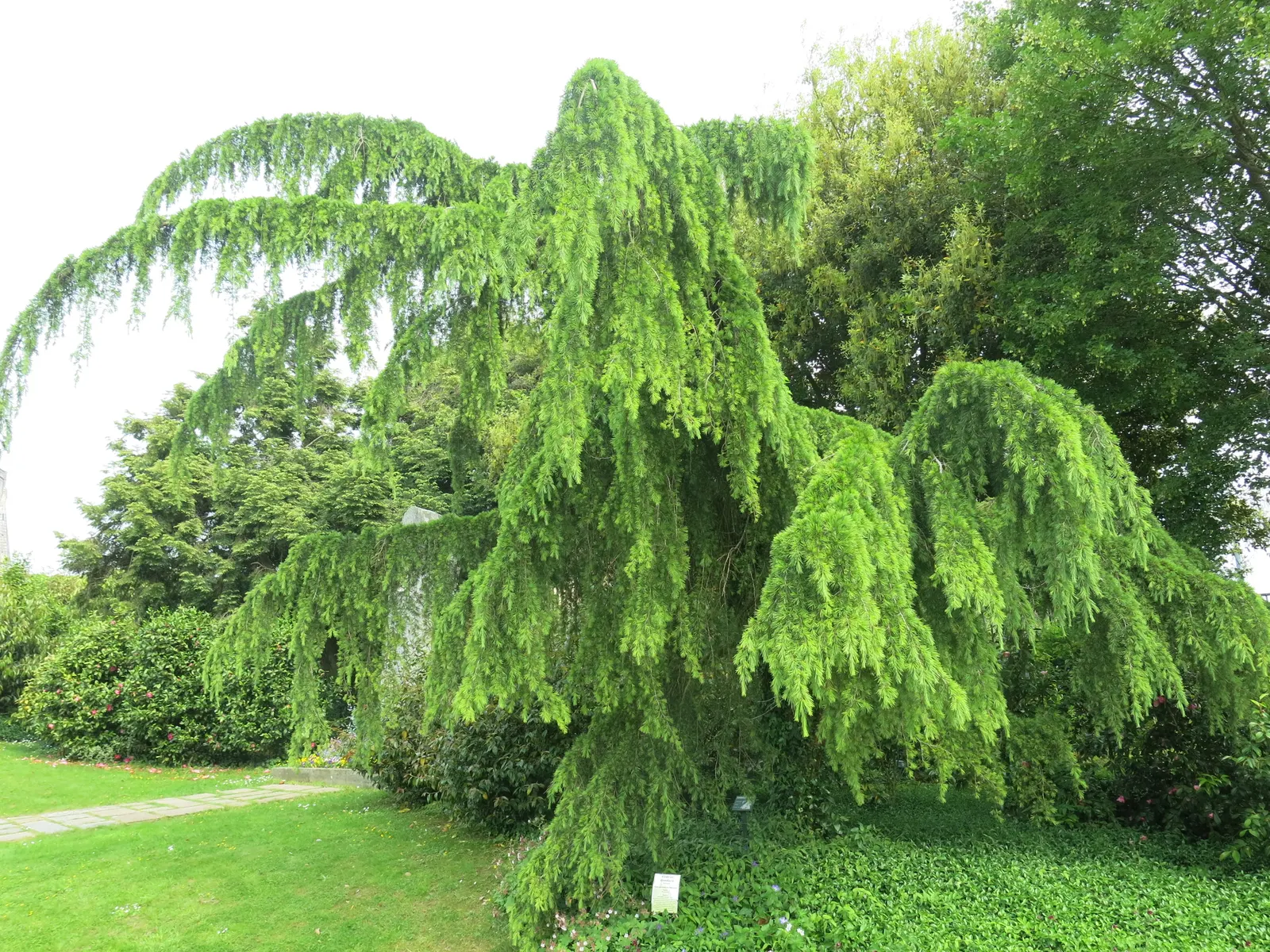 Deodar Cedar (Cedrus Deodara) — as this specimen will provide awe-inspiring beauty for generations to come; its needles are needle-shaped