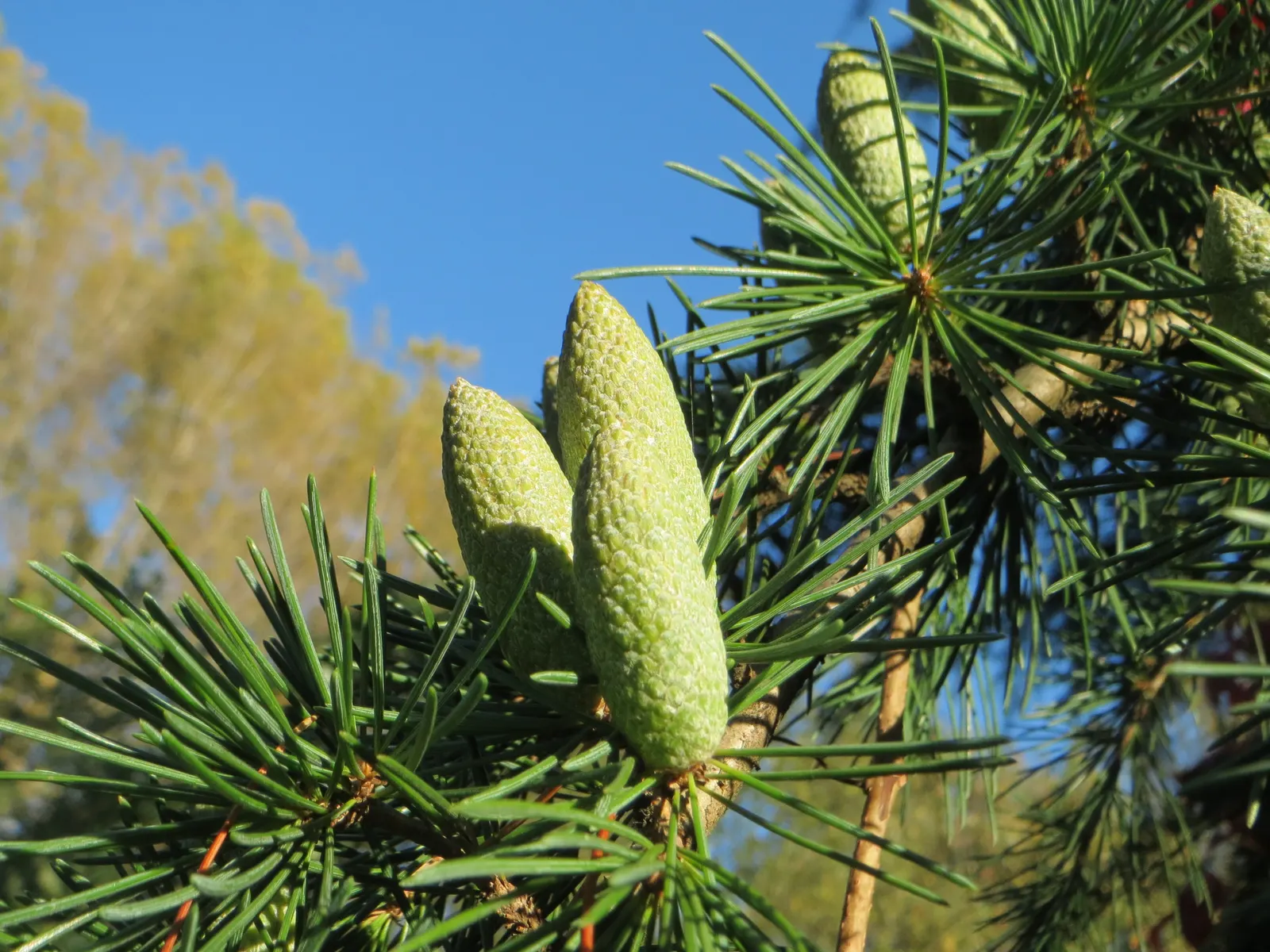 Deodar Cedar (Cedrus Deodara) — this tree exudes a sense of serenity and timelessness; it thrives in full sun and requires well-drained soil