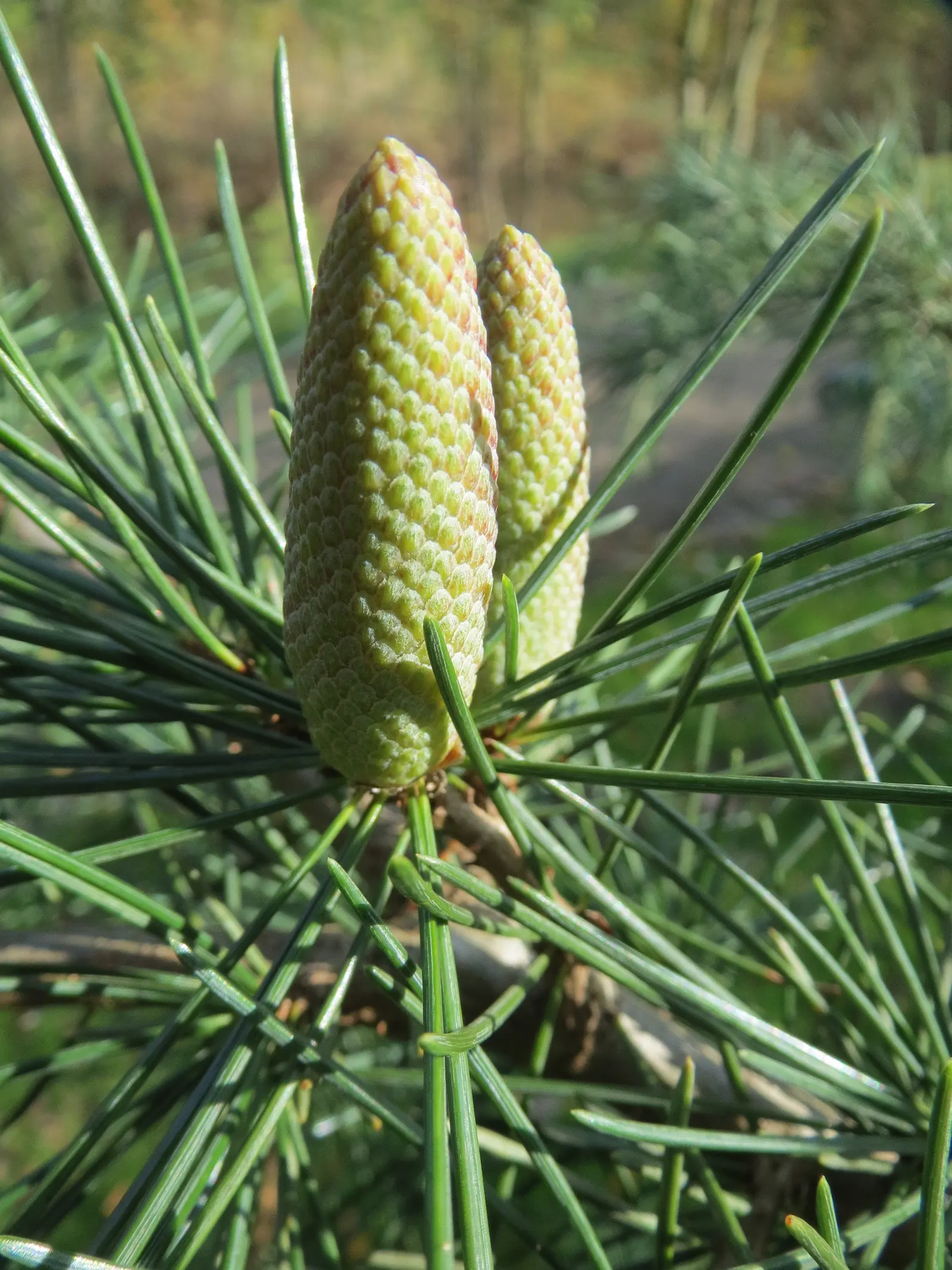 Deodar Cedar (Cedrus Deodara) — adaptable to a variety of conditions; is an evergreen conifer of majestic stature and gentle elegance