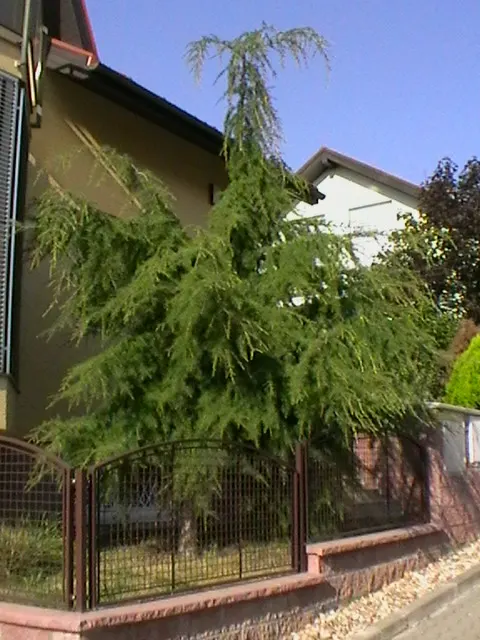 Deodar Cedar (Cedrus Deodara) — conifer / tree for full; when designing landscapes, allow ample space for this tree to spread and achieve its full grandeur