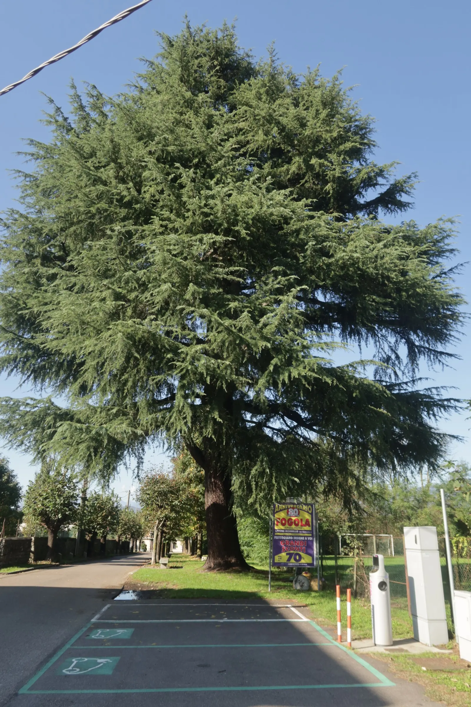 Deodar Cedar (Cedrus Deodara) — Preferring full sun and well-drained soil, it's hardy in USDA zones 7-9; capable of reaching heights of 40-70 feet with a 20-40