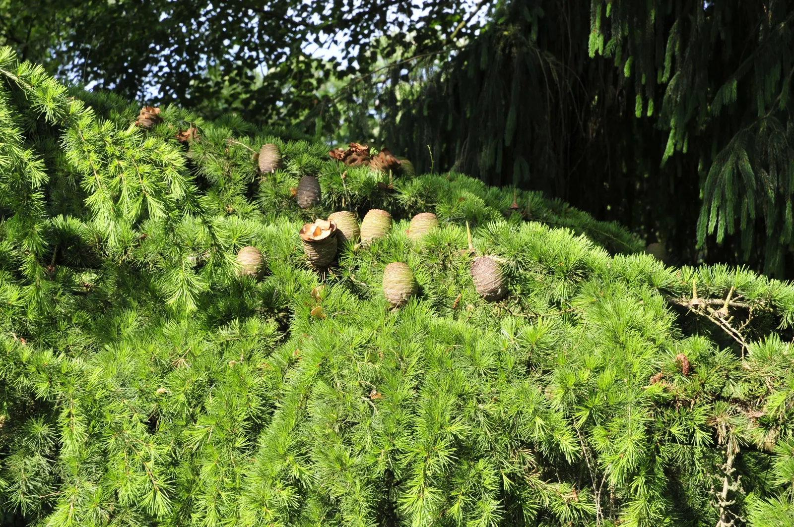Deodar Cedar (Cedrus Deodara) — conifer / tree for full