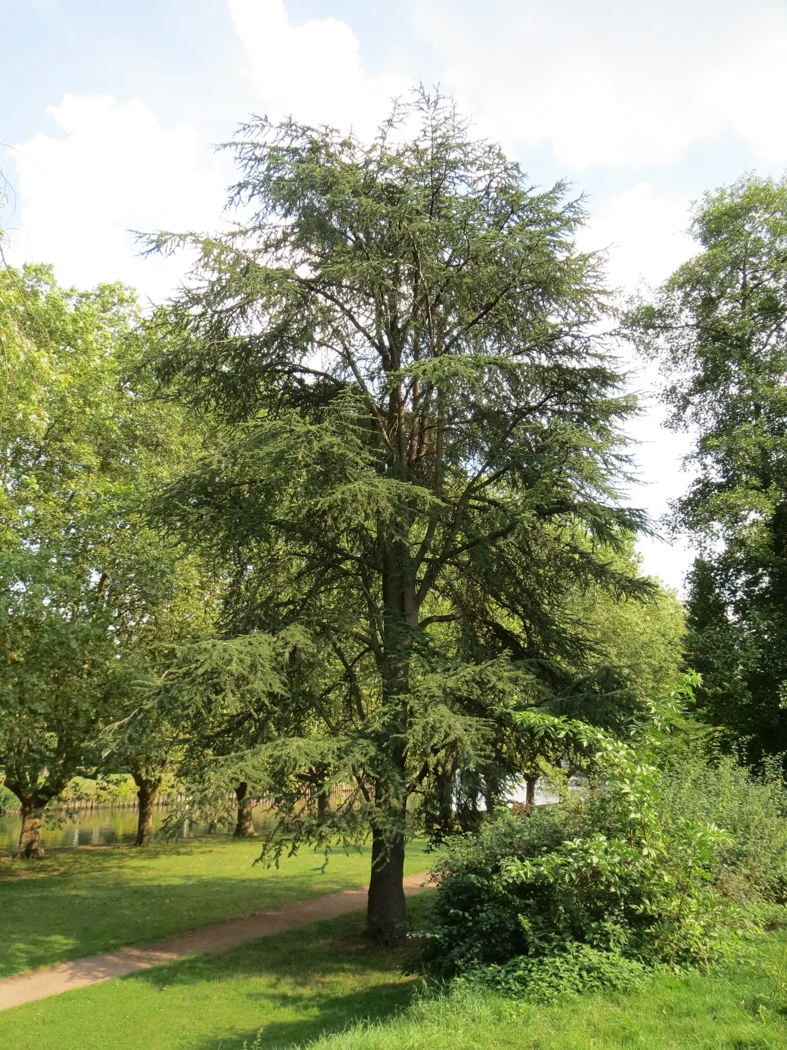 Deodar Cedar (Cedrus Deodara) — it thrives in full sun and requires well-drained soil; as this specimen will provide awe-inspiring beauty for generations to
