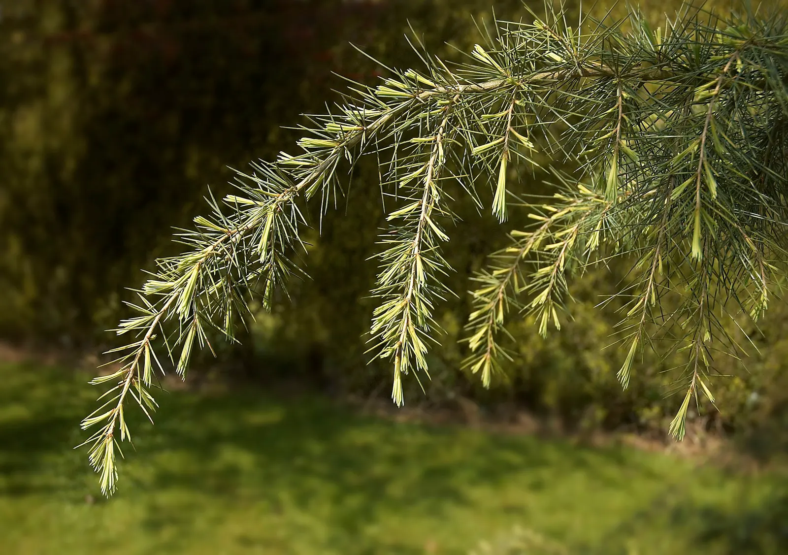 Deodar Cedar (Cedrus Deodara) — This evergreen conifer boasts soft, blue-green needles up to 2 inches long; gracefully evolving into a more rounded, image 46