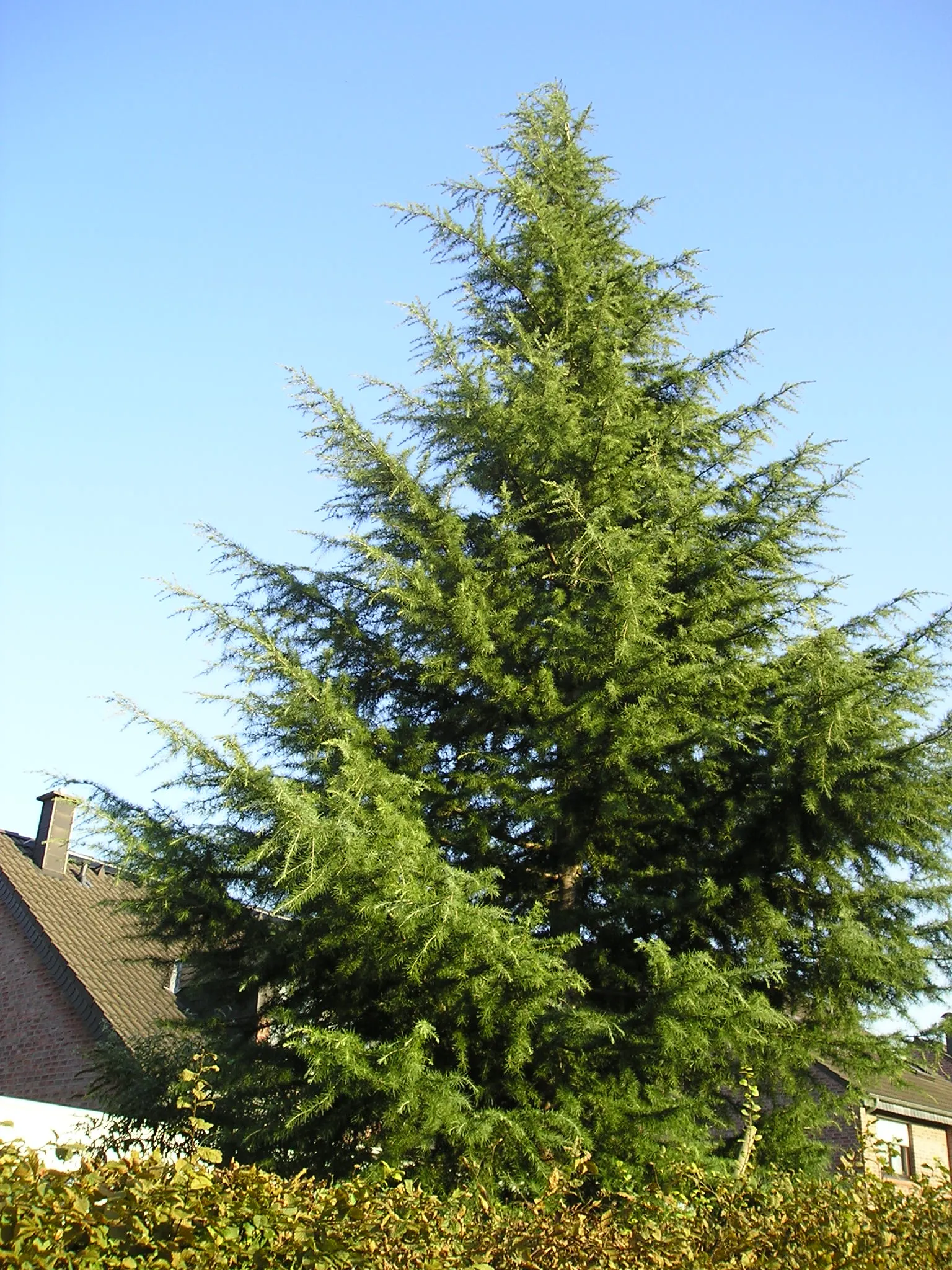 Deodar Cedar (Cedrus Deodara) — The Deodar Cedar, Cedrus deodara, stands out with its graceful, pyramidal form and drooping branches; preferring, image 45