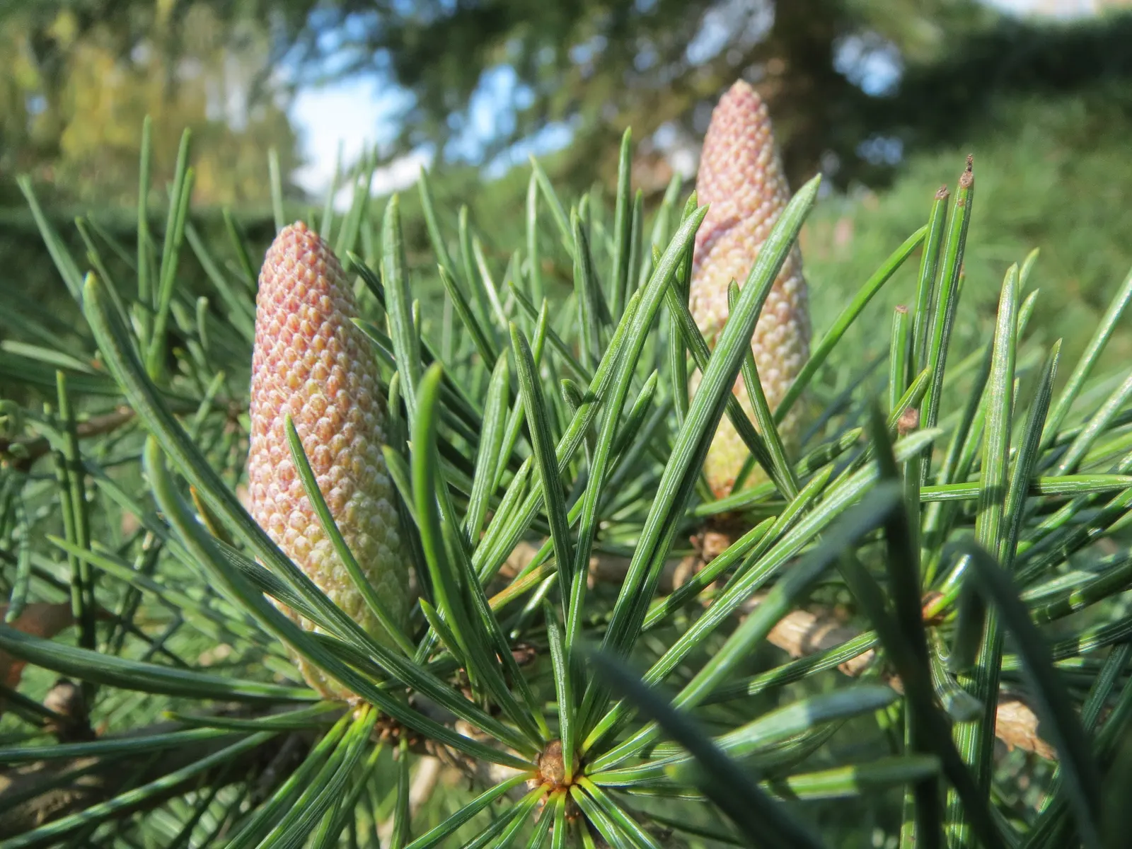 Deodar Cedar (Cedrus Deodara) — is an evergreen conifer of majestic stature and gentle elegance; adaptable to a variety of conditions