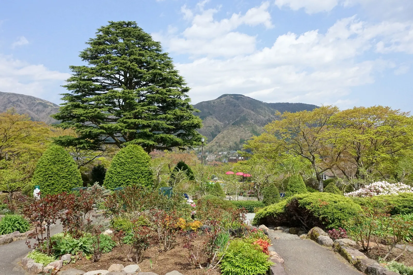 Deodar Cedar (Cedrus Deodara) — This evergreen conifer boasts soft, blue-green needles up to 2 inches long; gracefully evolving into a more rounded or