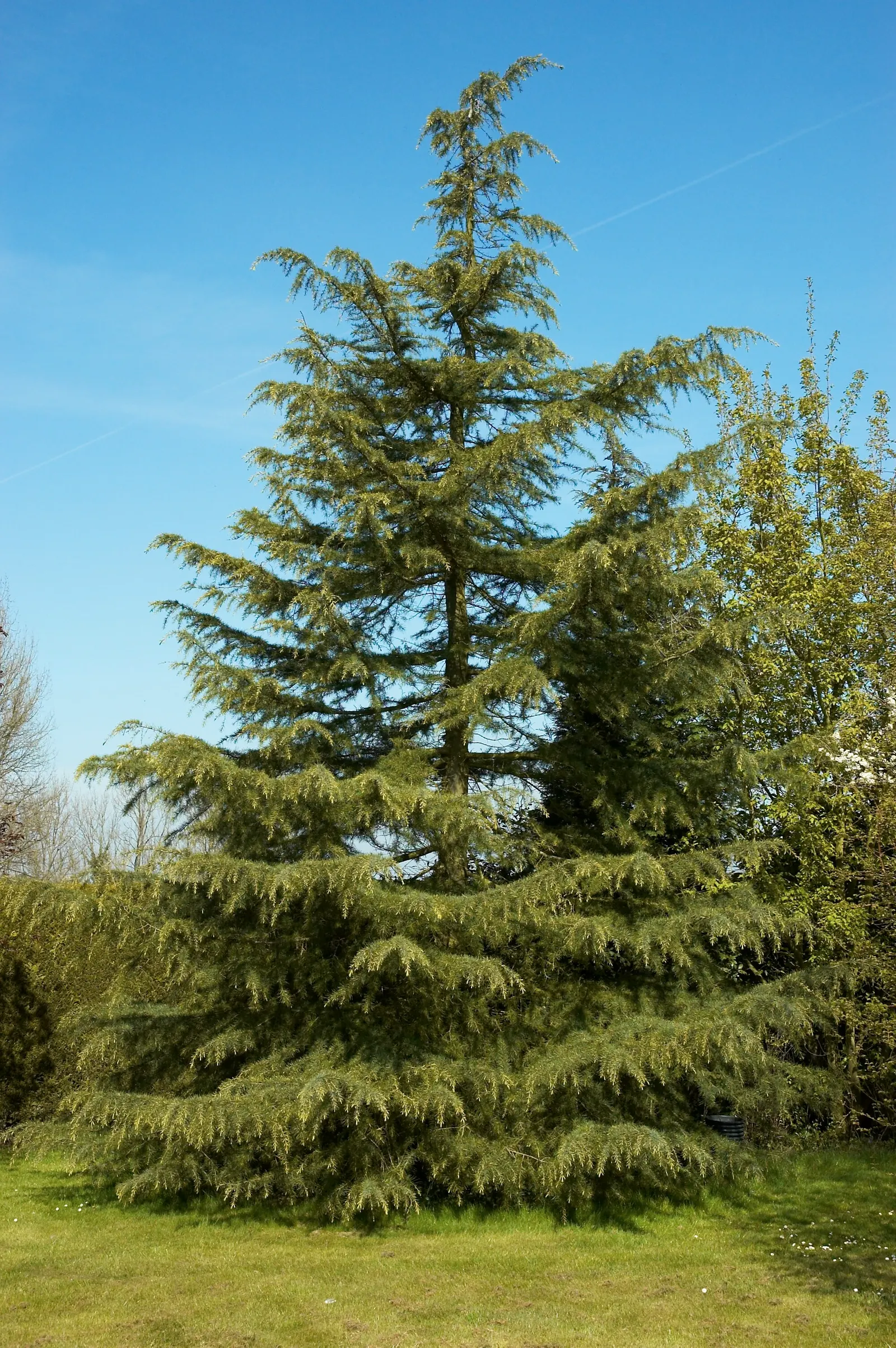 Deodar Cedar (Cedrus Deodara) — its needles adorn the branches in a delightful blue-green hue; naturally tailored for distinguished landscape, image 58
