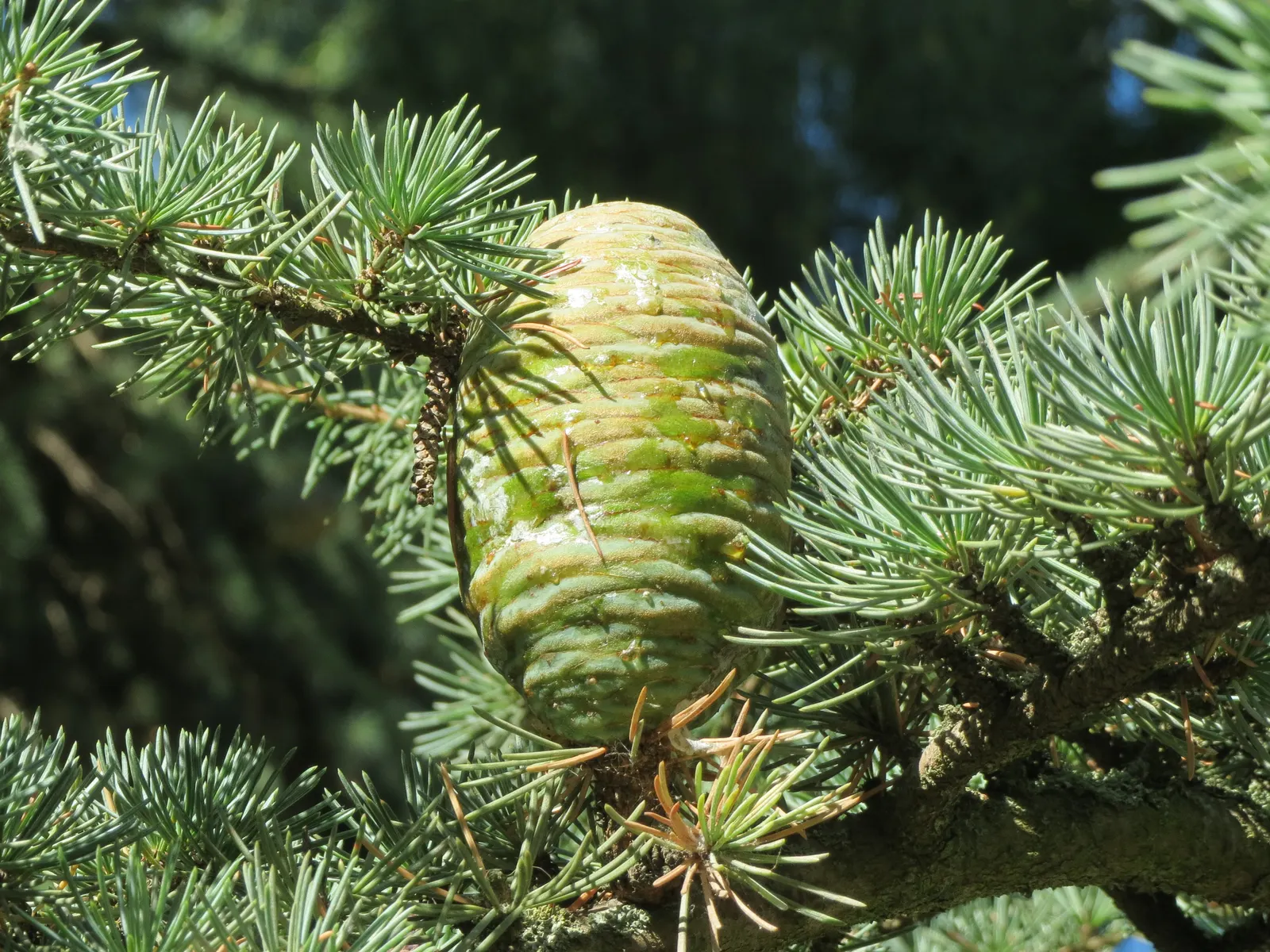 Deodar Cedar (Cedrus Deodara) — Its needles are needle-shaped; lending a cooling effect to the surrounding landscape.<br><br>For optimal growth