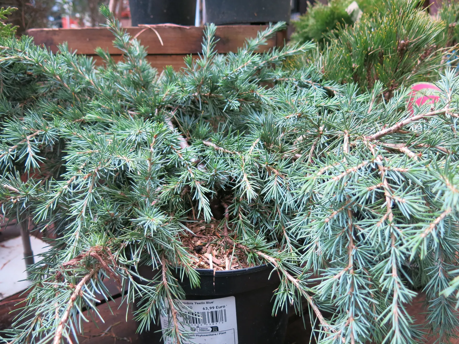 Deodar Cedar (Cedrus Deodara) — Consider Deodar Cedar an investment in the landscape; its majestic stature makes it an exquisite focal point in expansive