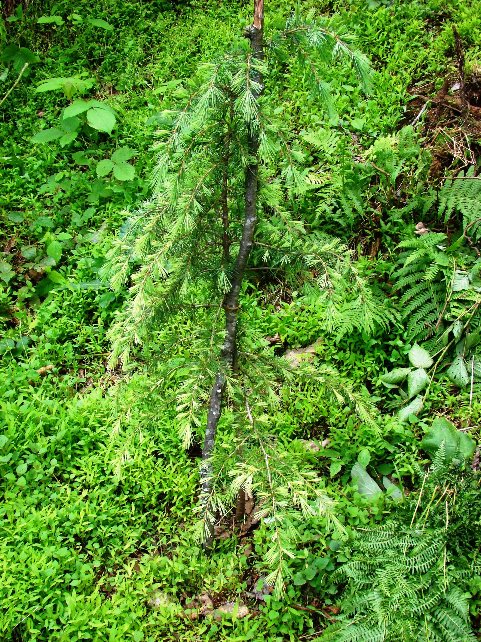 Deodar Cedar (Cedrus Deodara) — lending a cooling effect to the surrounding landscape.<br><br>For optimal growth; its needles adorn the branches in a