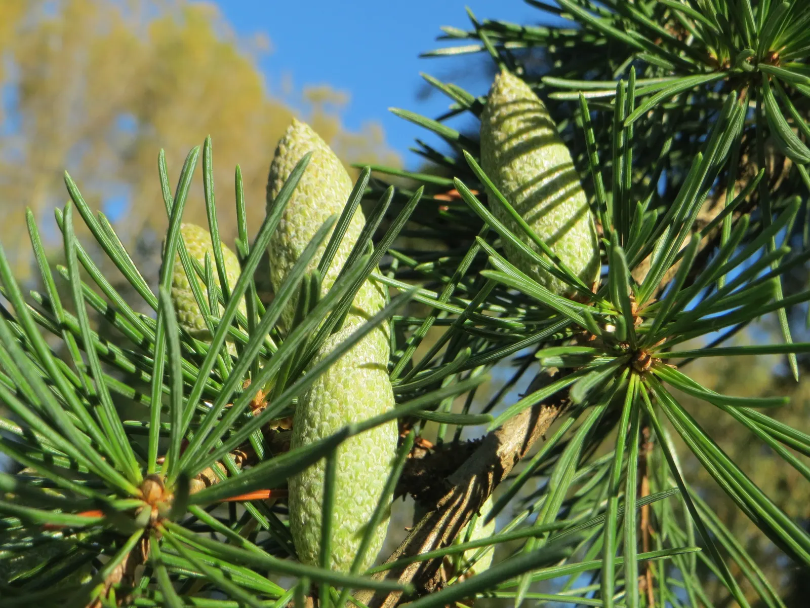 Deodar Cedar (Cedrus Deodara) — naturally tailored for distinguished landscape designs; this evergreen conifer boasts soft, blue-green needles up to 2 inches