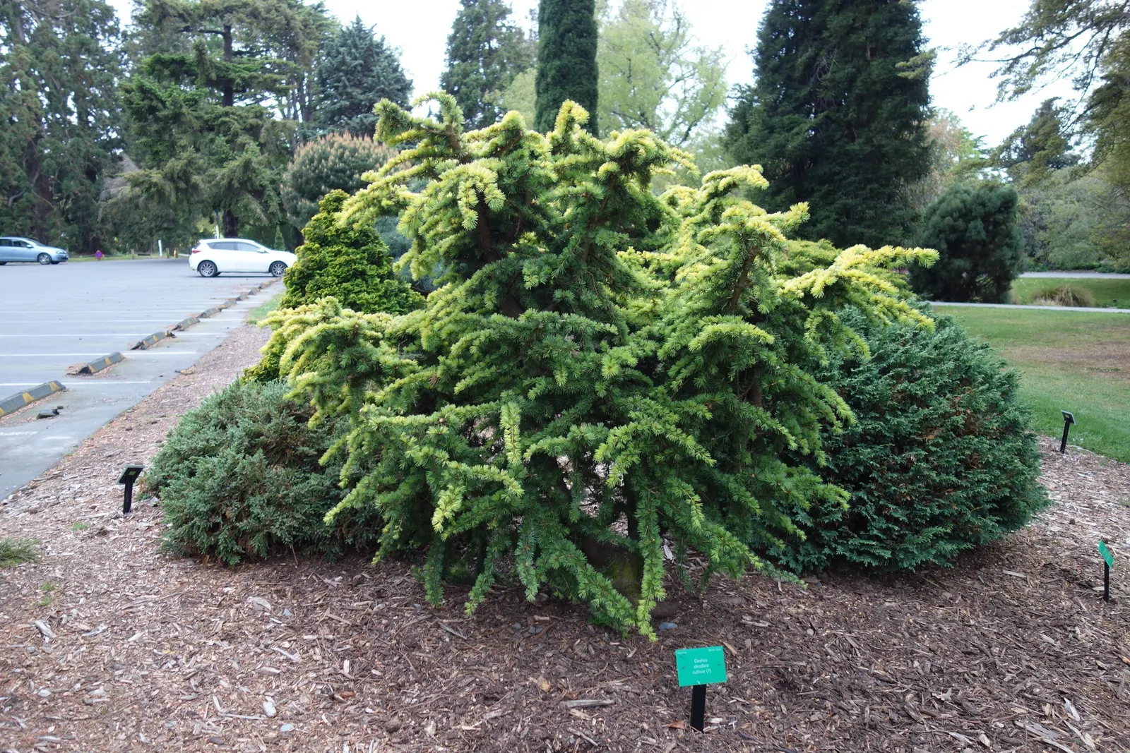 Deodar Cedar (Cedrus Deodara) — When designing landscapes, allow ample space for this tree to spread and achieve its full grandeur; consider Deodar Cedar an