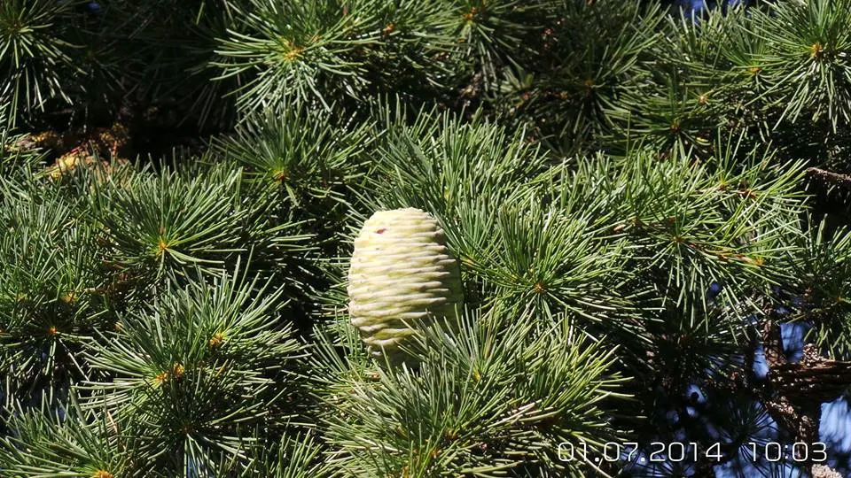Deodar Cedar (Cedrus Deodara) — Its majestic stature makes it an exquisite focal point in expansive landscapes; deodar Cedar is characterized by its pyramidal