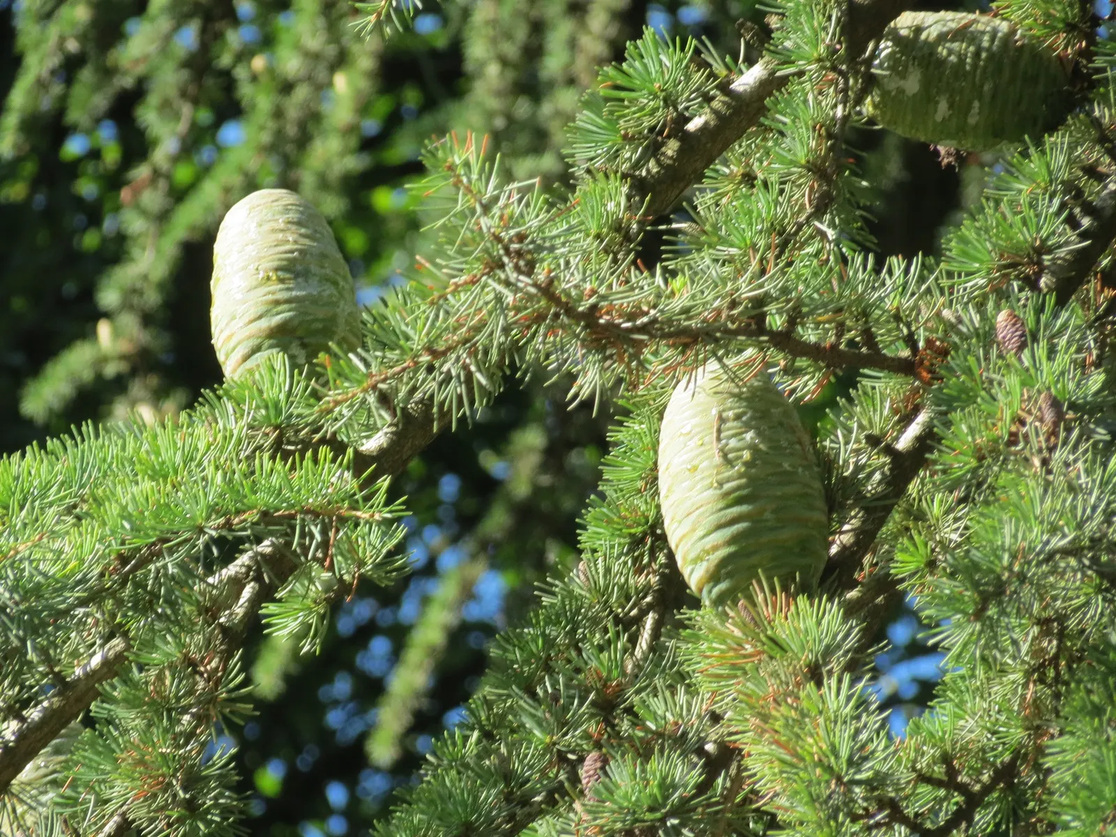 Deodar Cedar (Cedrus Deodara) — Hardy to USDA zone 7, it is tolerant to drought once established; approximately 1 to 2 inches in length