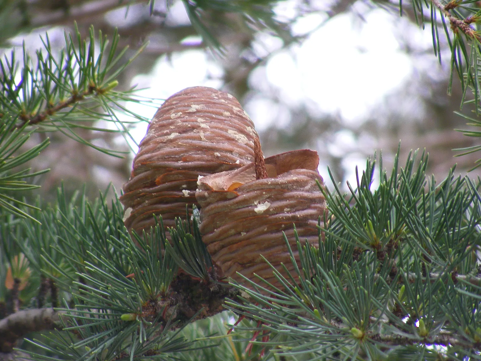 Deodar Cedar (Cedrus Deodara) — gracefully evolving into a more rounded or flat-topped form with age; originating from the Himalayas