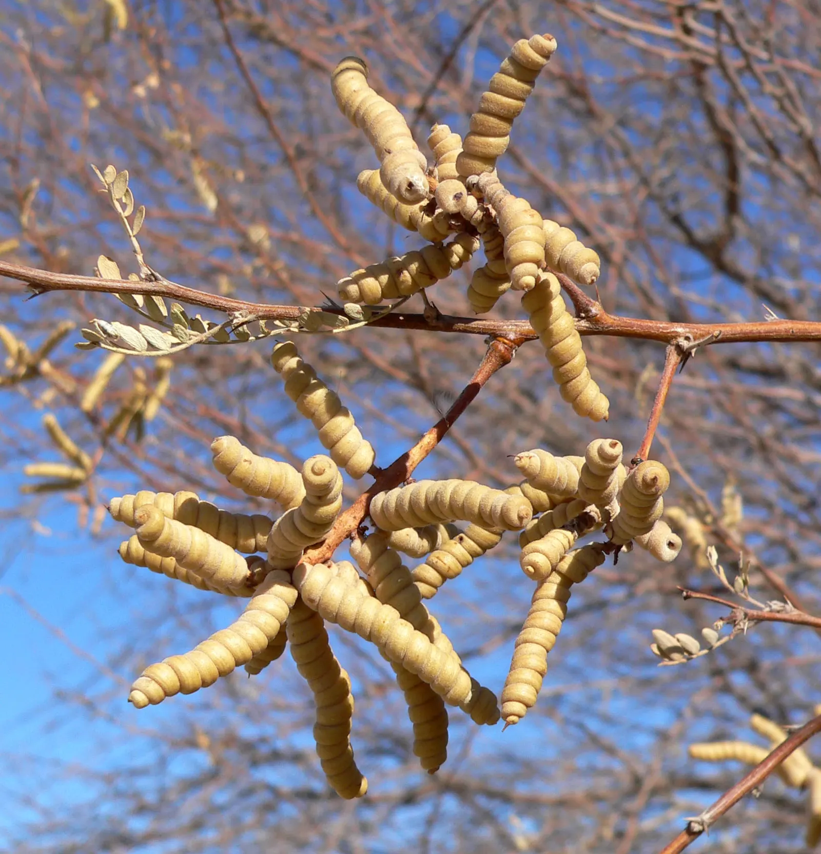 Screwbean Mesquite (Prosopis Pubescens) — The Screwbean Mesquite (Prosopis pubescens) is a drought-tolerant