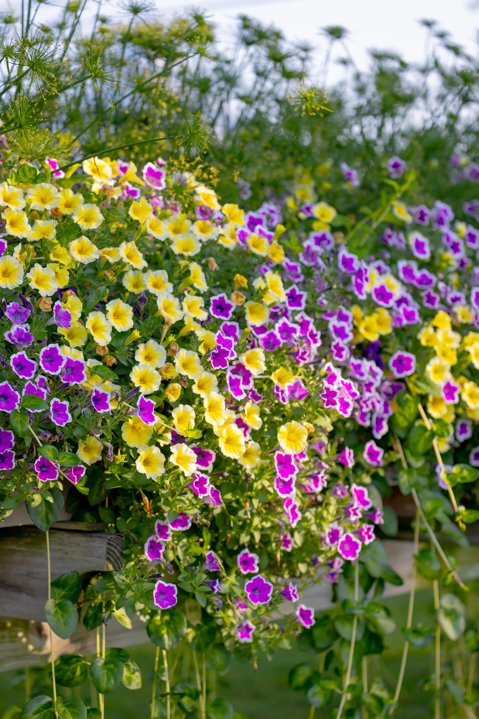 Hoopla® Vivid Orchid™ Petunia — Best in part sun to full sun with average to fertile