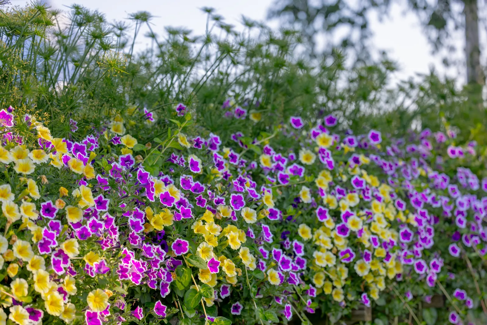 Hoopla® Vivid Orchid™ Petunia — it flowers from planting to frost without deadheading