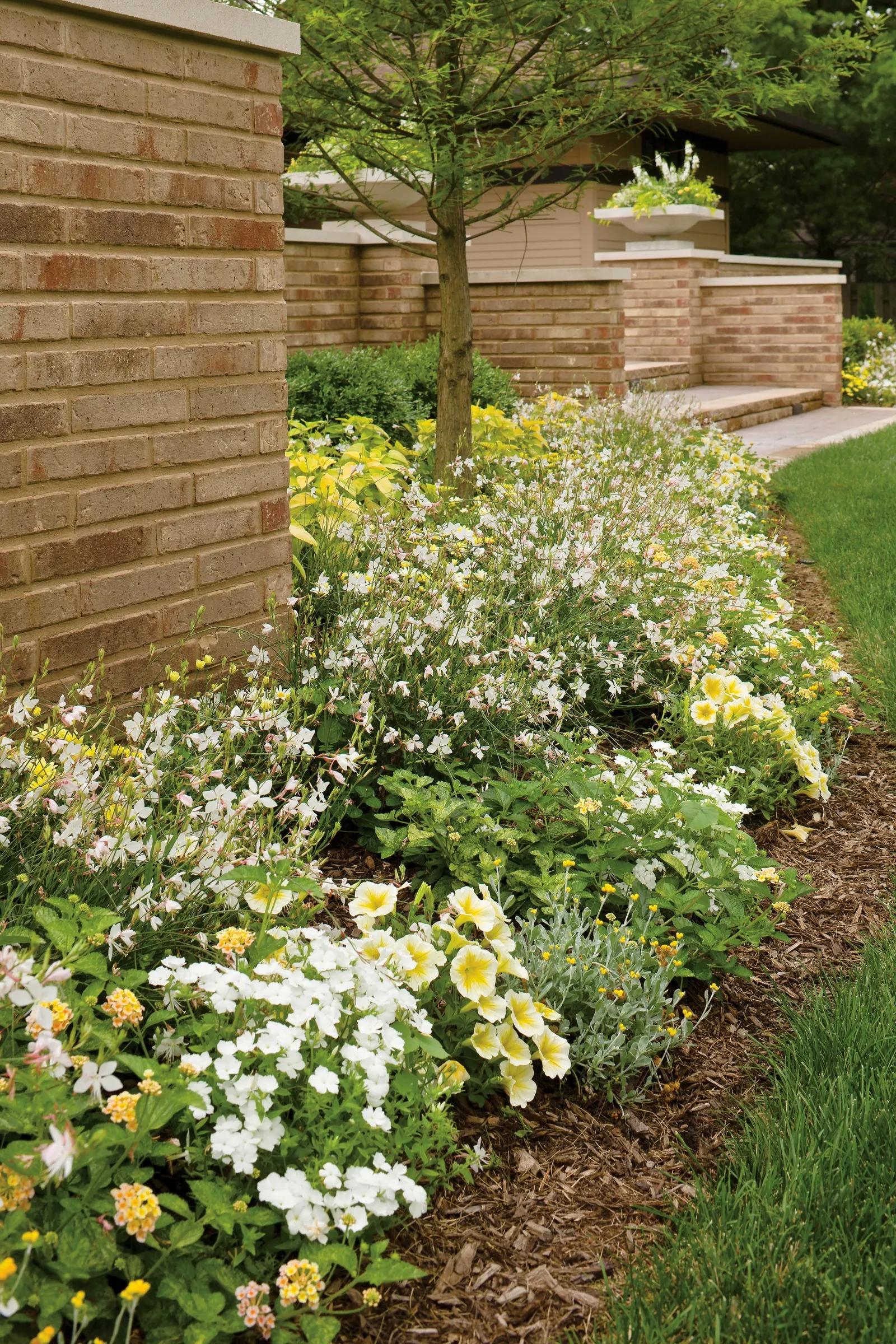 Saffron Finch™ Petunia — It grows 4-12 inches tall and spreads 18-24 inches, spilling nicely from baskets or edging beds