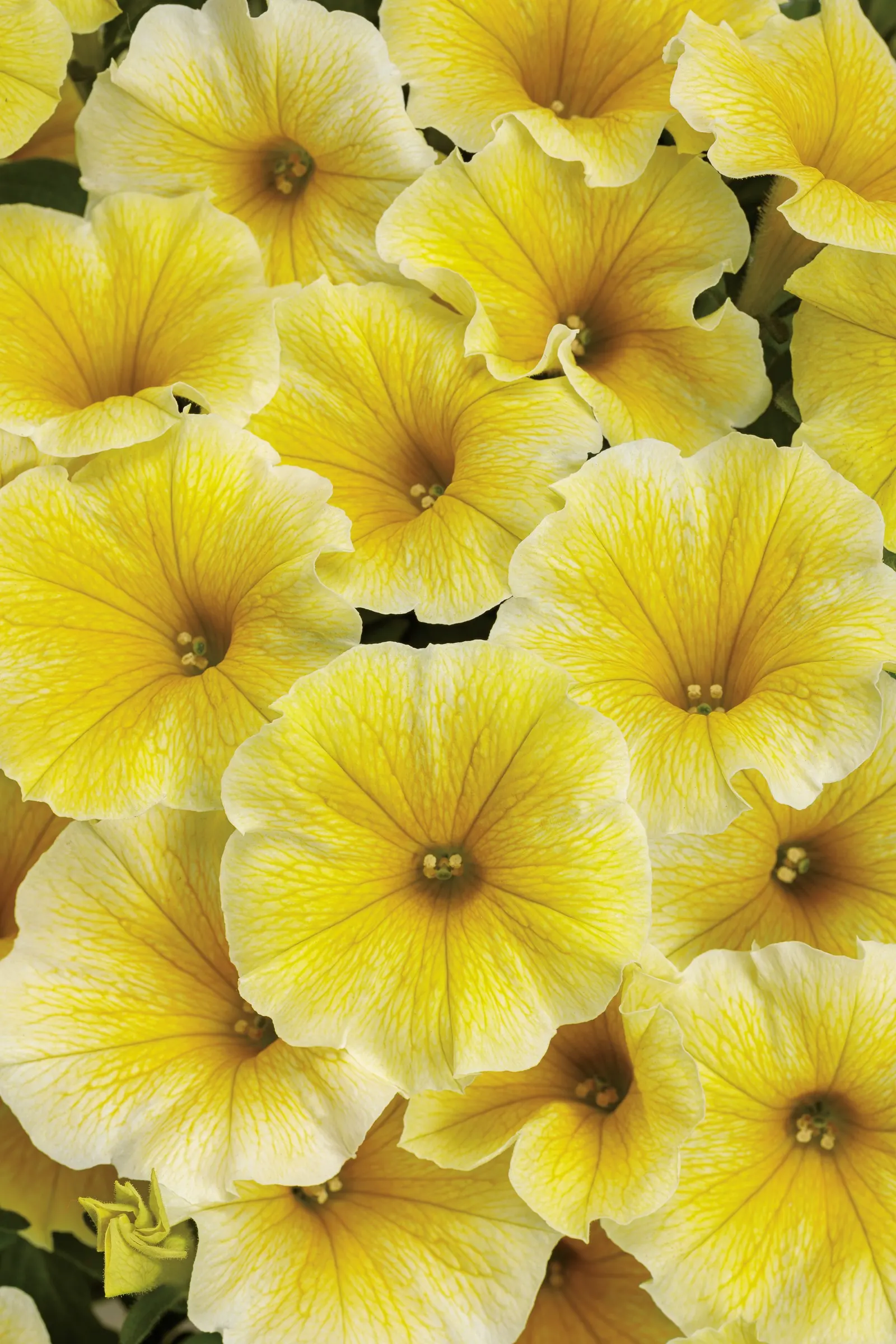 Saffron Finch™ Petunia — where the long-lasting blooms give arrangements a fresh