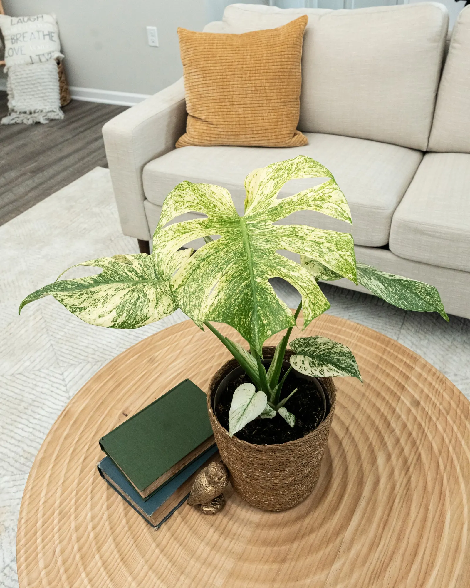 Variegated Monstera (Monstera deliciosa) — is a climbing houseplant with broad