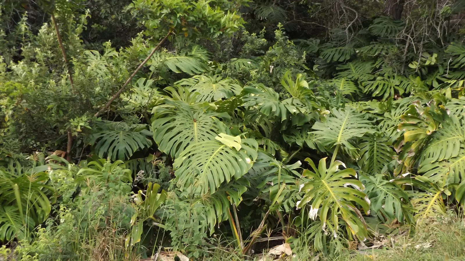 Variegated Monstera (Monstera deliciosa) — Grow in medium to bright indirect light, chunky well-drained mix, average moisture, and higher humidity