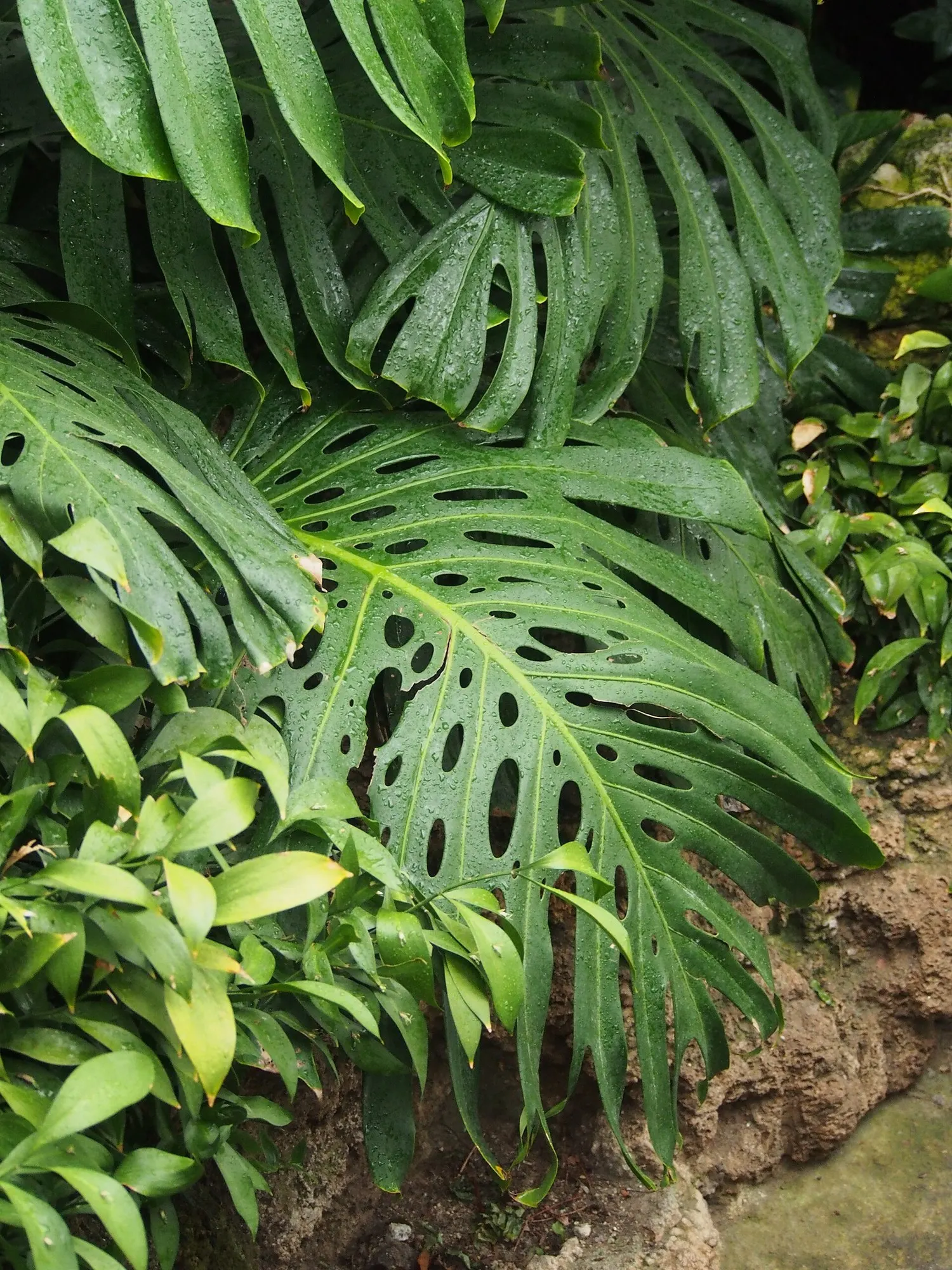 Variegated Monstera (Monstera deliciosa) — their signature fenestrations develop