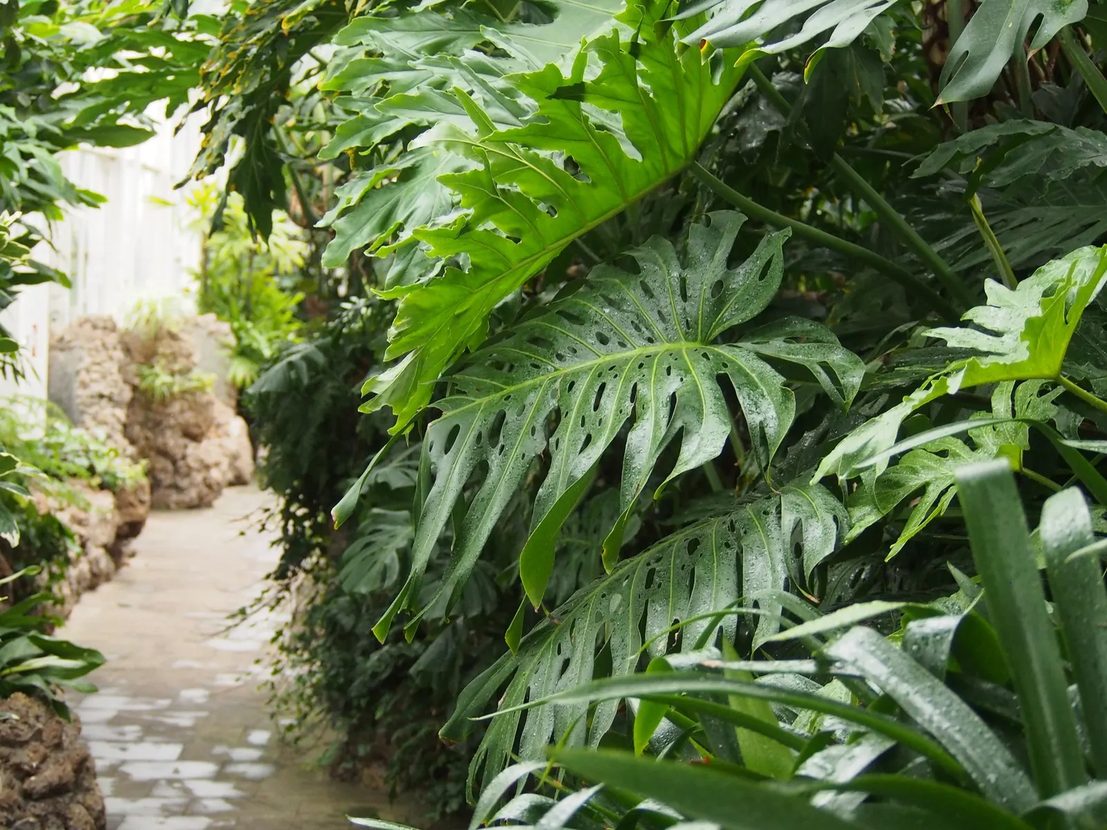 Variegated Monstera (Monstera deliciosa) — commonly referred to as Mint Variegated Monstera