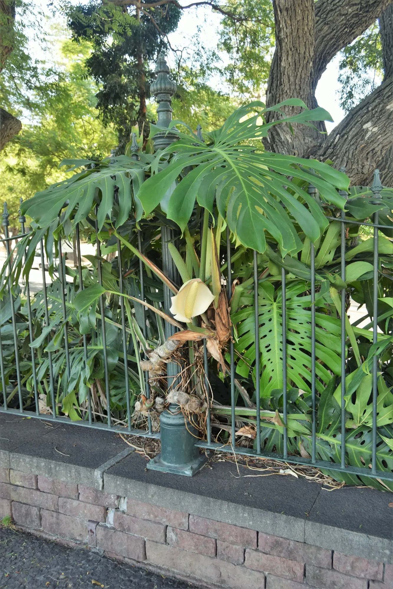 Variegated Monstera (Monstera deliciosa) — with green foliage brushed in minty cream