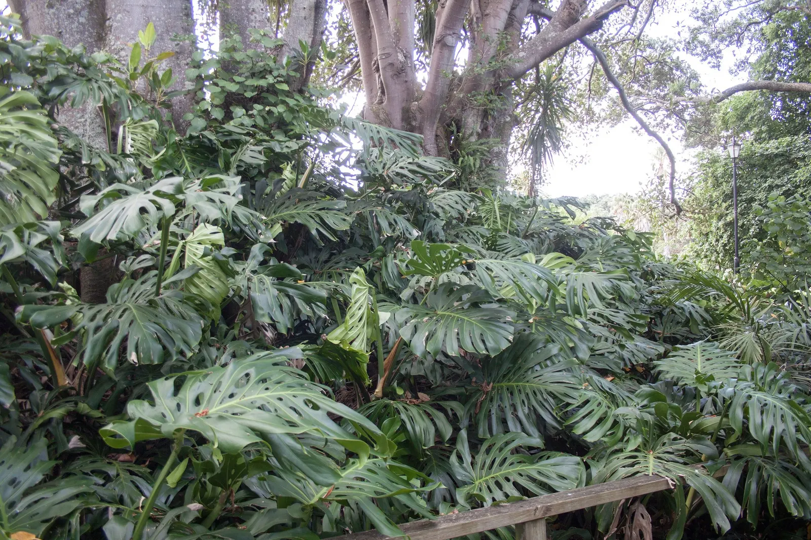 Variegated Monstera (Monstera deliciosa) — In frost-free climates it may be grown outdoors in protected tropical settings