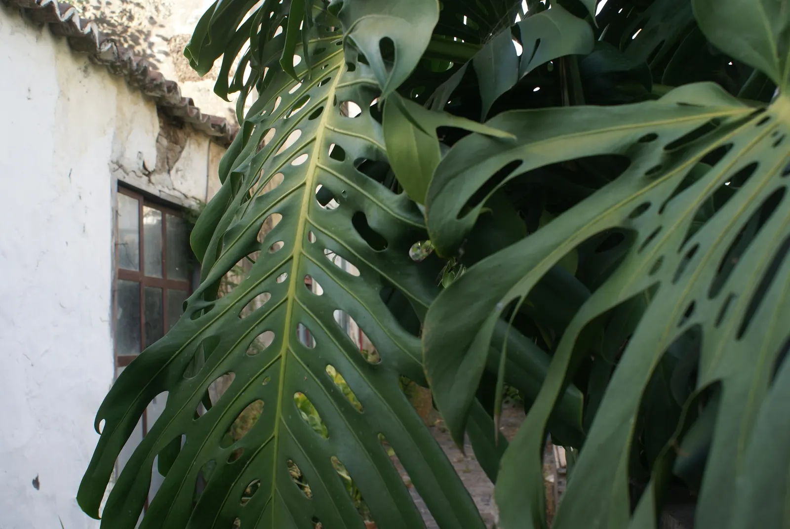 Variegated Monstera (Monstera deliciosa) — sculptural leaves and finely speckled variegation
