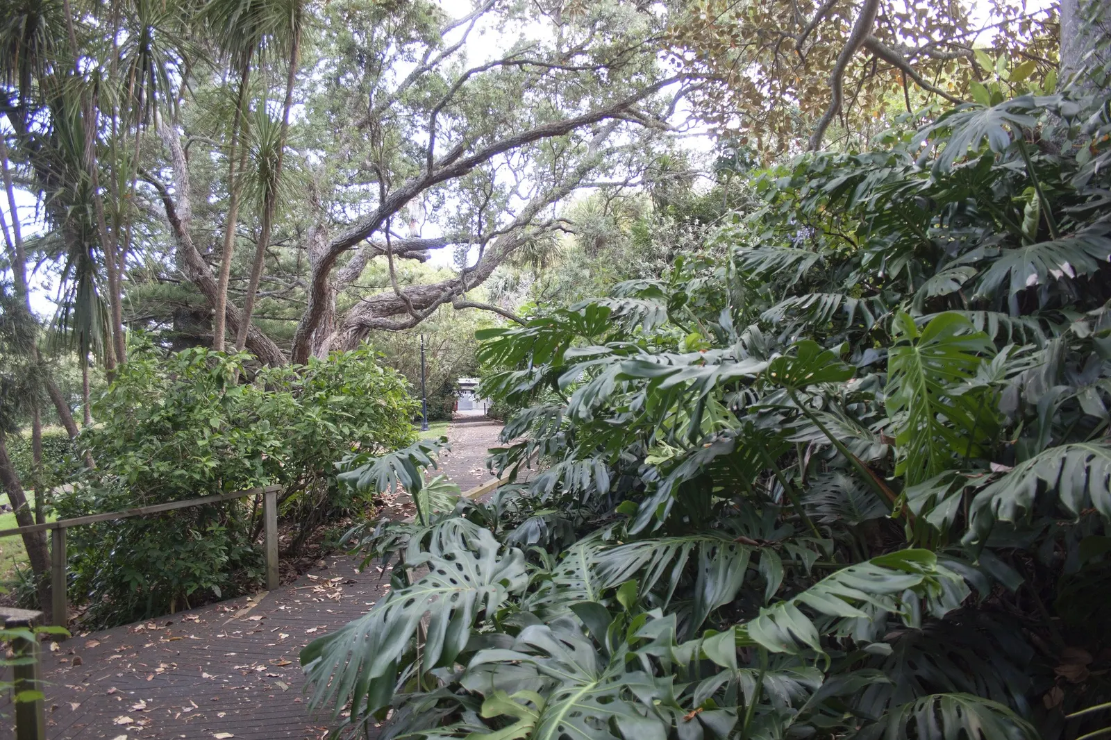Variegated Monstera (Monstera deliciosa) — but for most designers and homeowners it is best treated as a premium houseplant