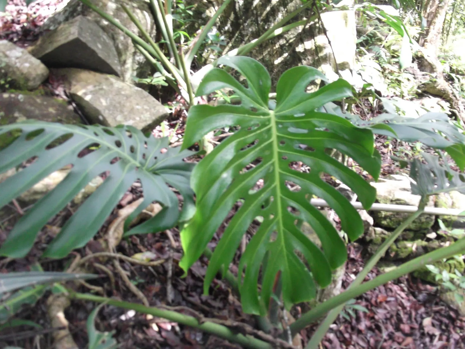 Variegated Monstera (Monstera deliciosa) — This Proven Winners® selection brings the familiar drama of Monstera deliciosa into a softer